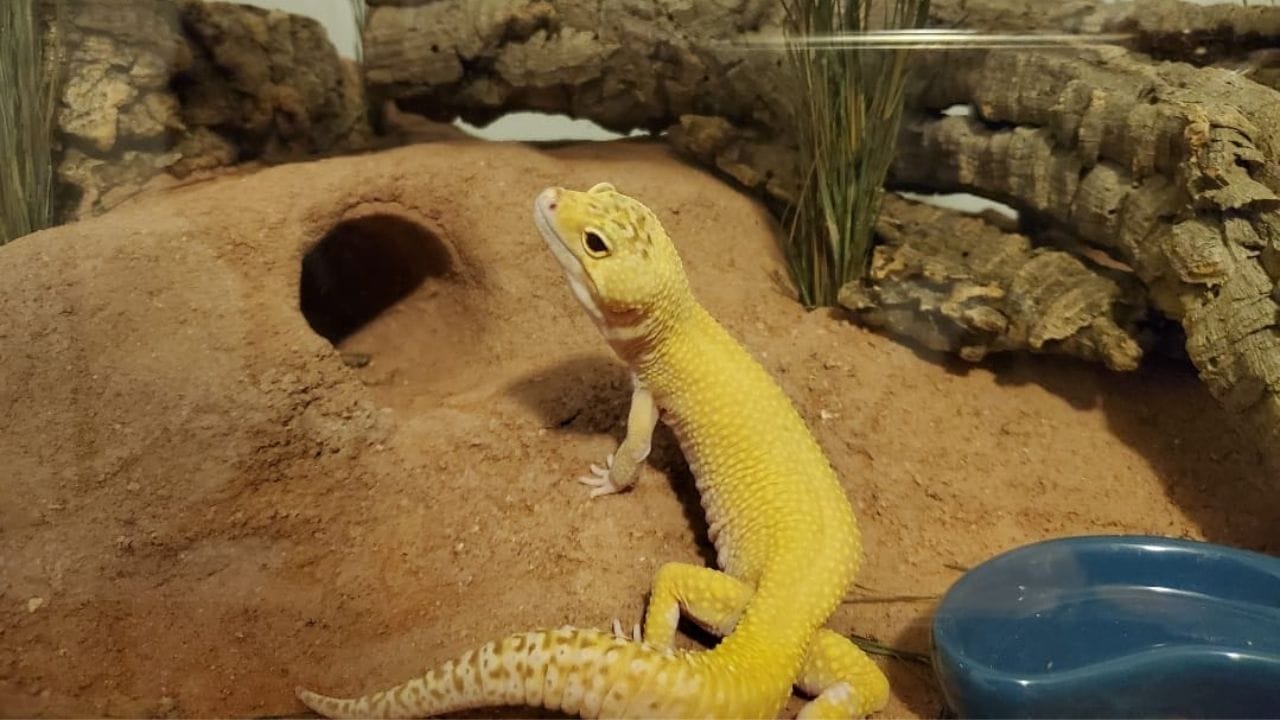 yellow leopard gecko with hole in substrate Healthy vs Unhealthy Leopard Gecko: 12 Important Signs