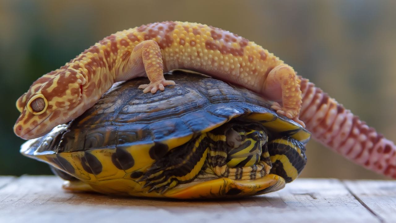 Can Turtle And Leopard Gecko Live Together?
