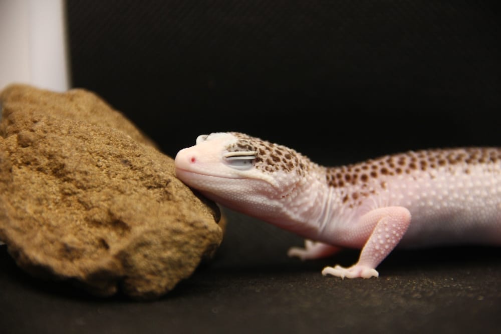 Why Is My Leopard Gecko Sleeping So Much? – Acuario Pets
