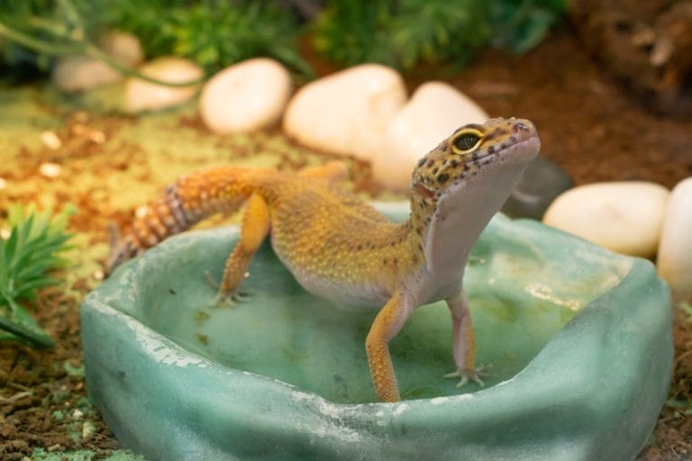 Leopard Gecko Anatomy Made Simple (With Photos & Diagrams)