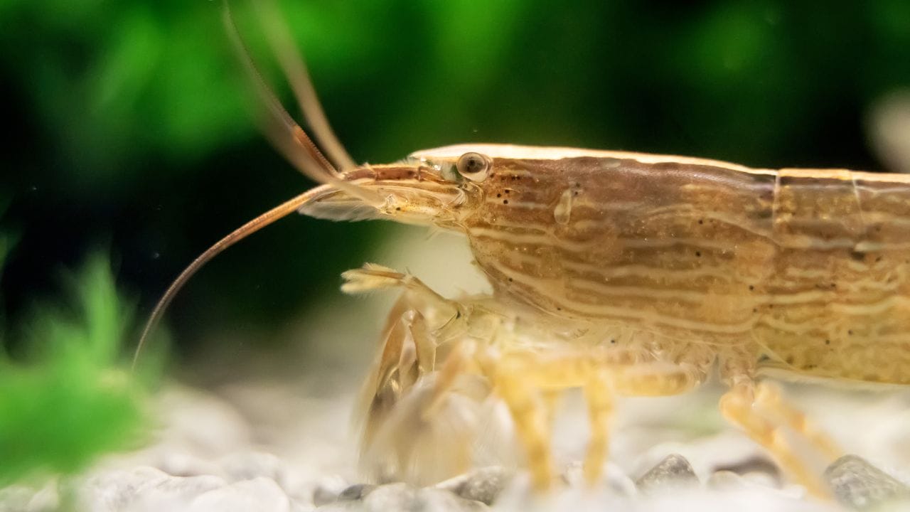 How To Take Care Of Bamboo Shrimp? [Beginner’s Guide]