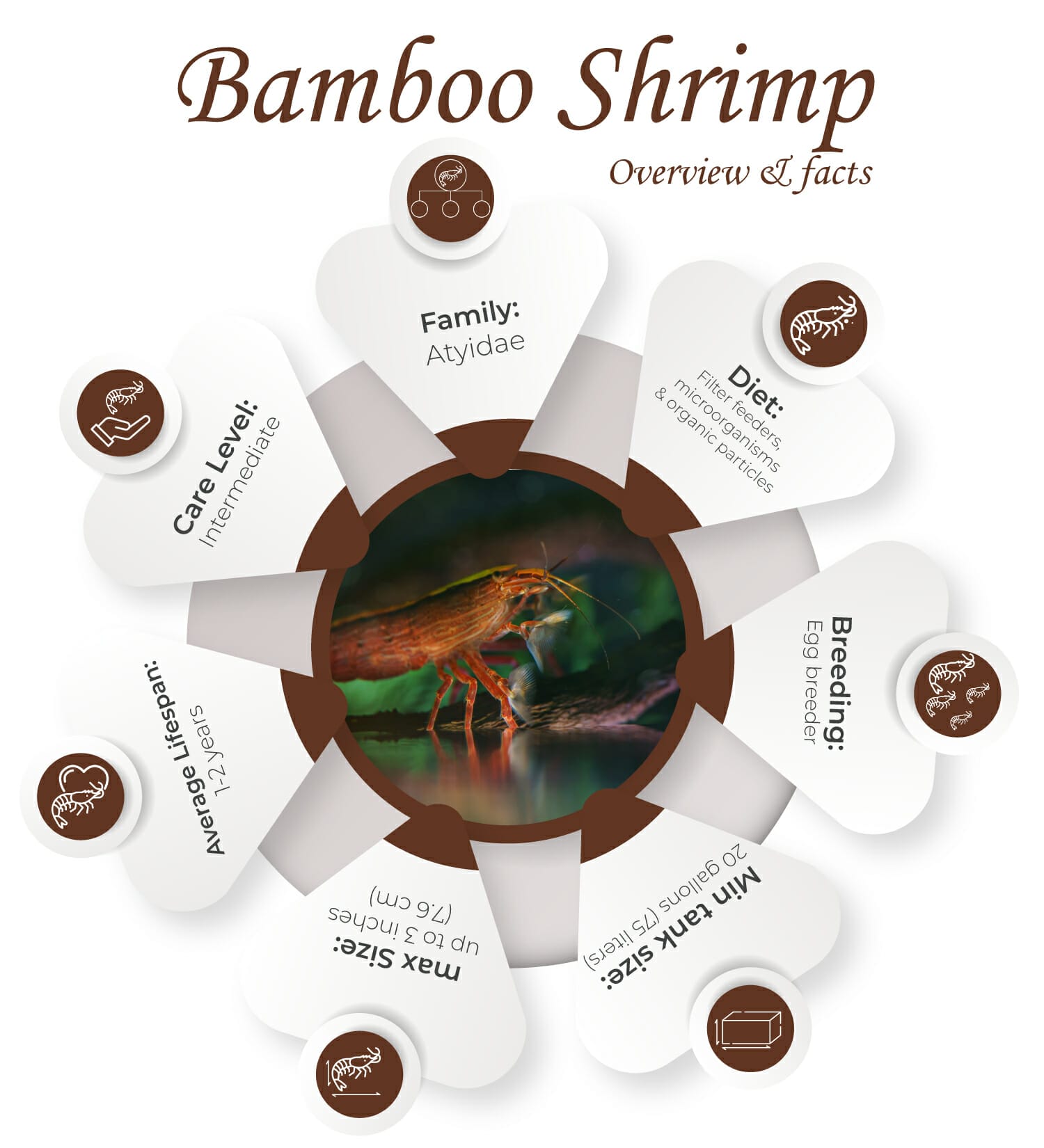 How To Take Care Of Bamboo Shrimp? [Beginner’s Guide] Acuario Pets