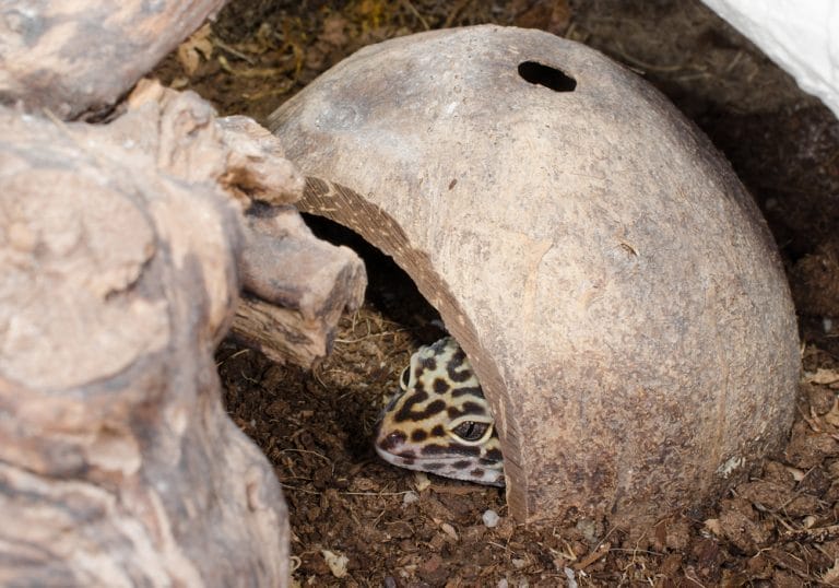 Are Tiny Bugs Crawling in Your Leopard Gecko Tank? Do These