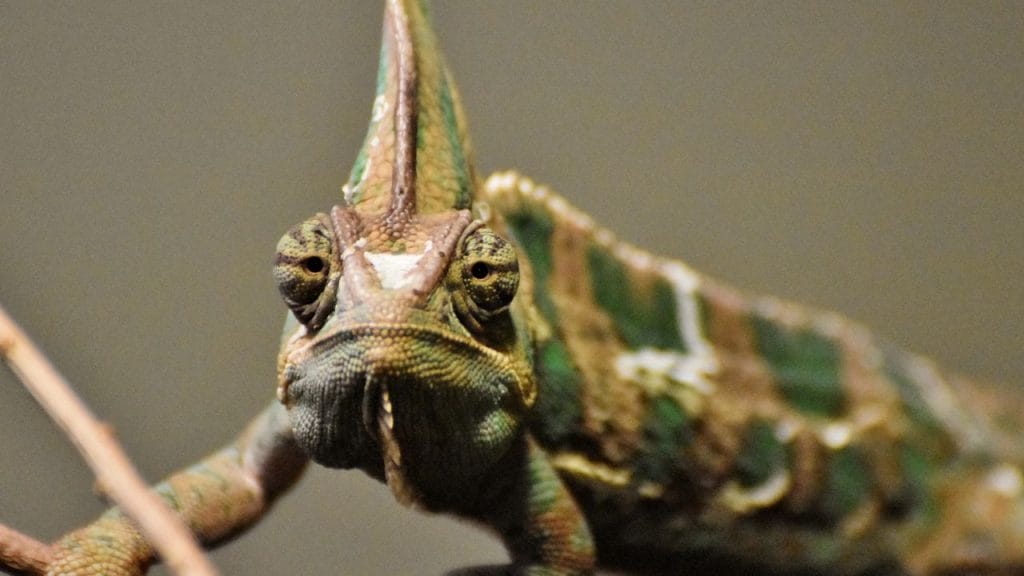 Do Chameleons Need Baths? 3 veiled chameleon looking at you Do Chameleons Need Baths?