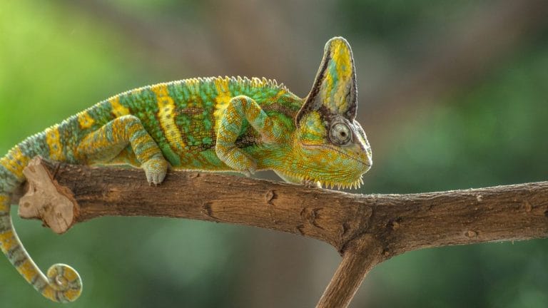 Do Chameleons Go Into Hibernation?