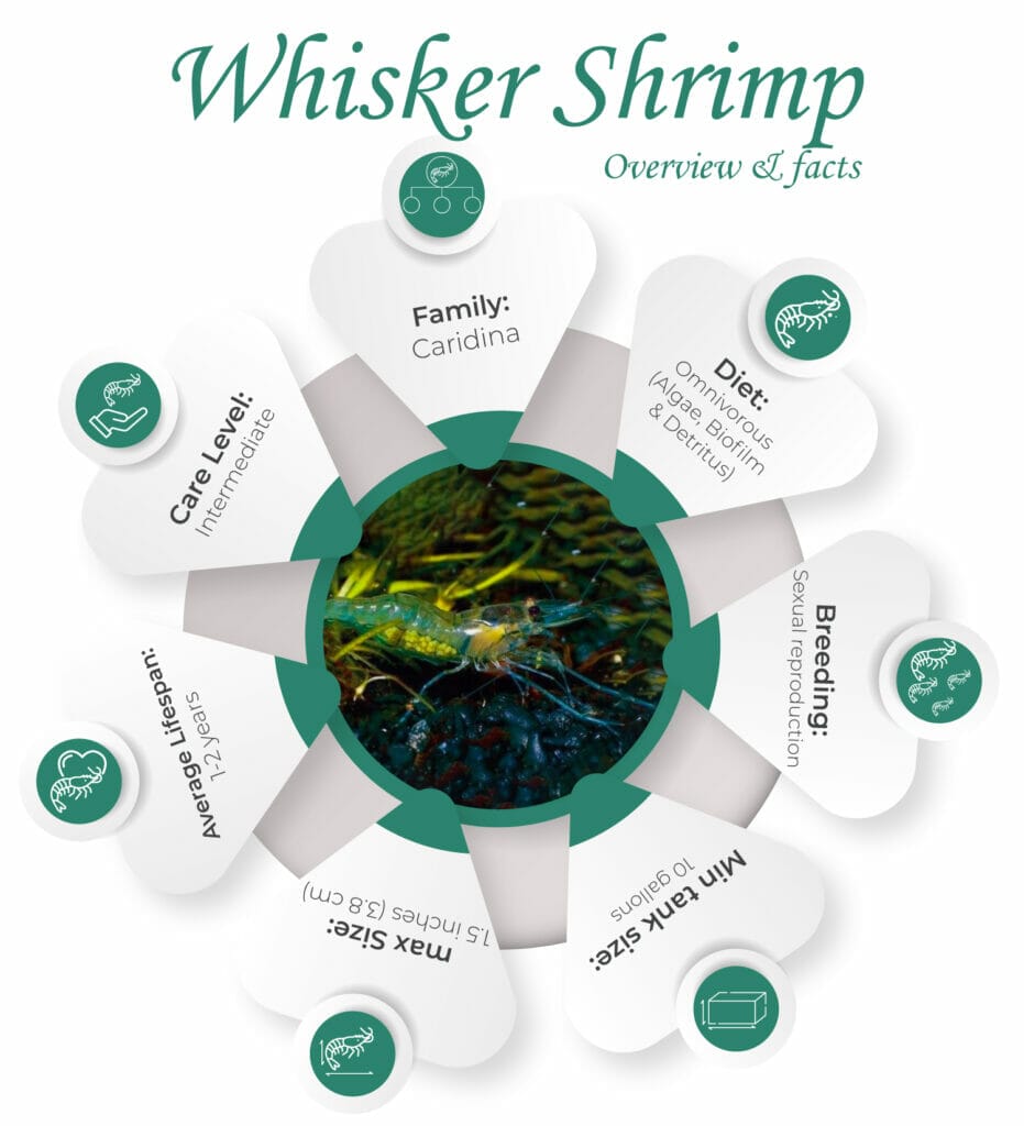 whisker shrimp overview and facts