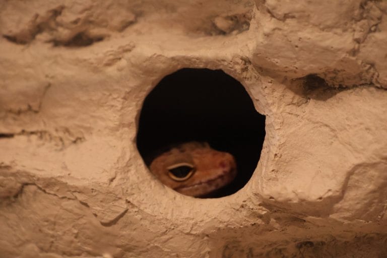 The Only 3 Hides Your Leopard Gecko Truly Needs
