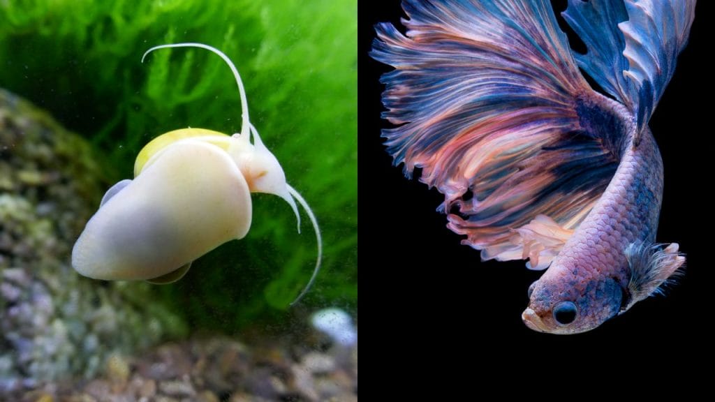 Are Female Bettas Snail Eaters Do Bettas Eat Snails? Why?
