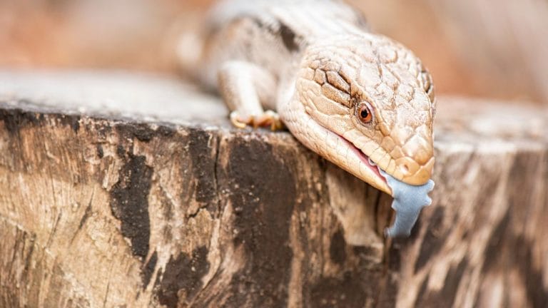How Much Does A Blue Tongue Skink Cost?