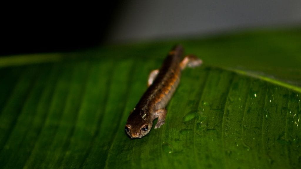 Bolitoglossa Salamander What Animals Can You Keep With Dart Frogs?