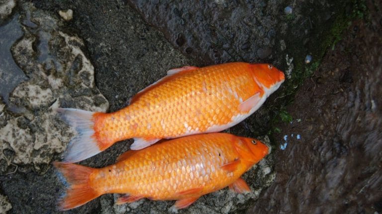 Can Frogs Eat Koi Fish?