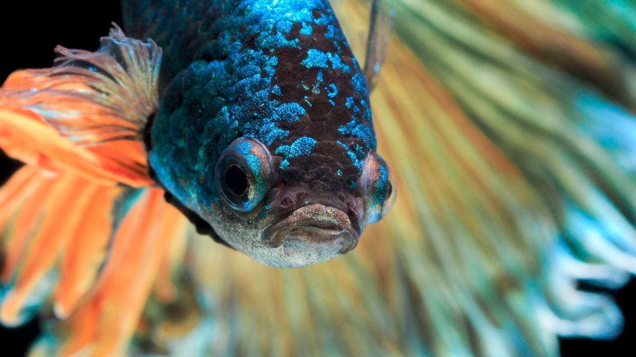 Do Betta Fish Have Teeth Can Betta Fish See Color? [Science Weighs In]