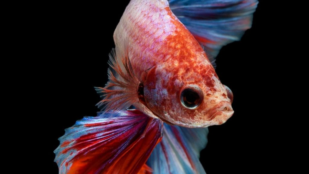 Do Female Bettas Have Teeth How Do You Take Care Of A Veiltail Betta Fish?