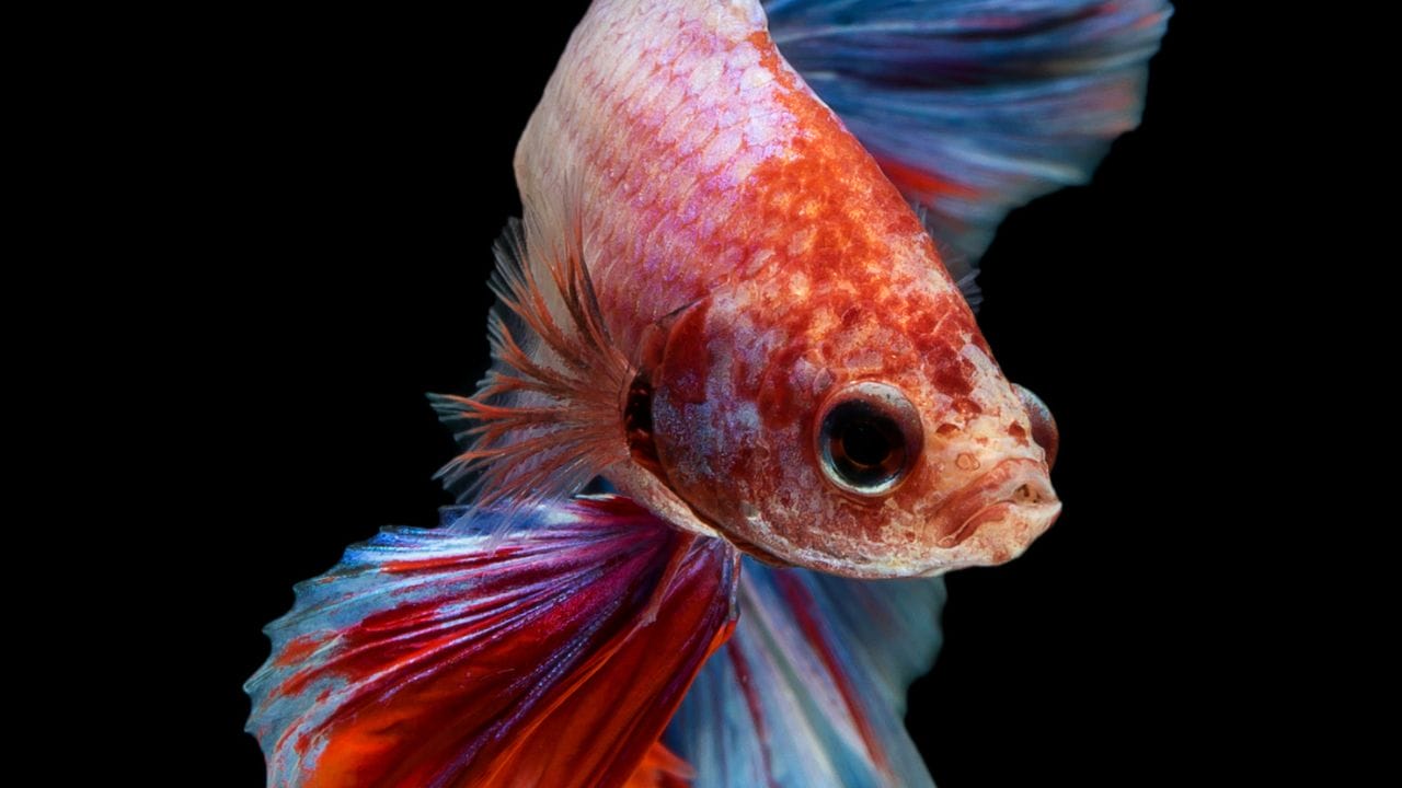 Betta Velvet Disease Causes, Prevention, Treatment Acuario Pets