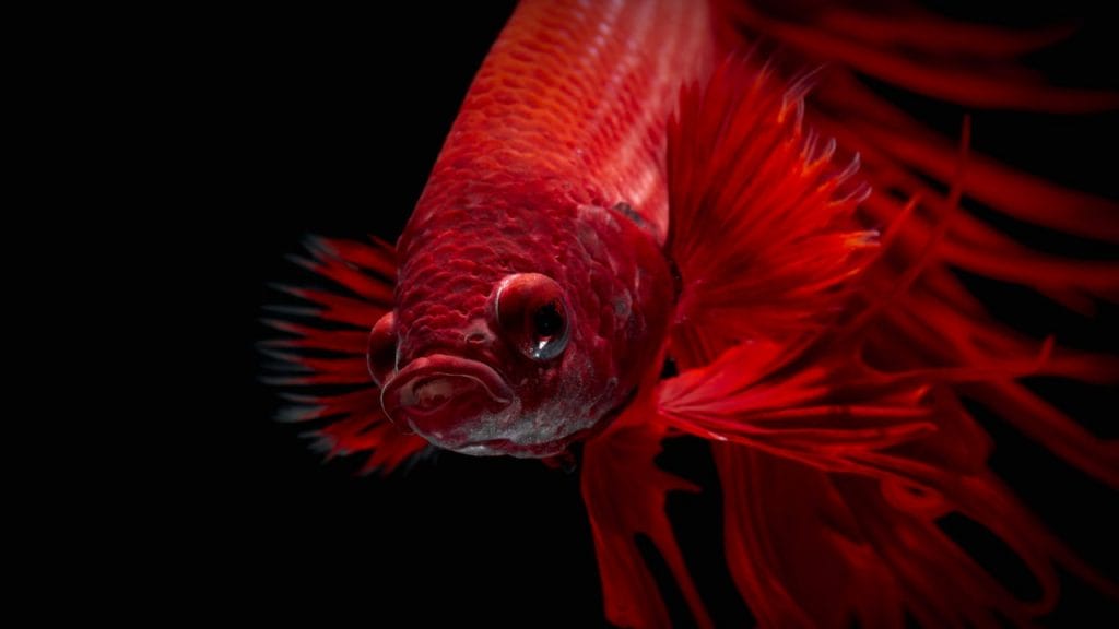 Do The Betta Fishes Bite Betta Fish Vertical Death Hang? [Causes, Treatment, Prevention]