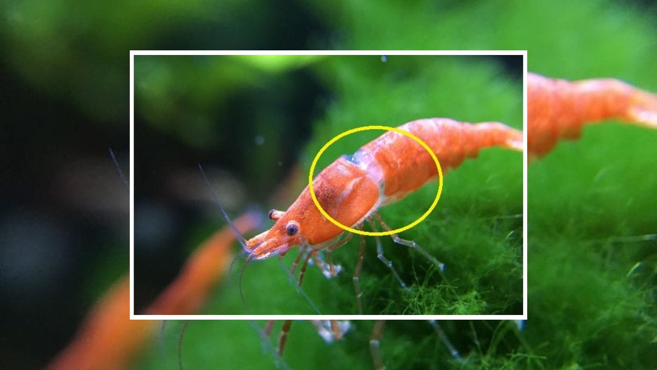 How To Deal With Shrimp’s White Ring Of Death?