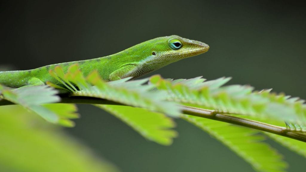 What Animals Can You Keep With Dart Frogs? 3 green anole What Animals Can You Keep With Dart Frogs?