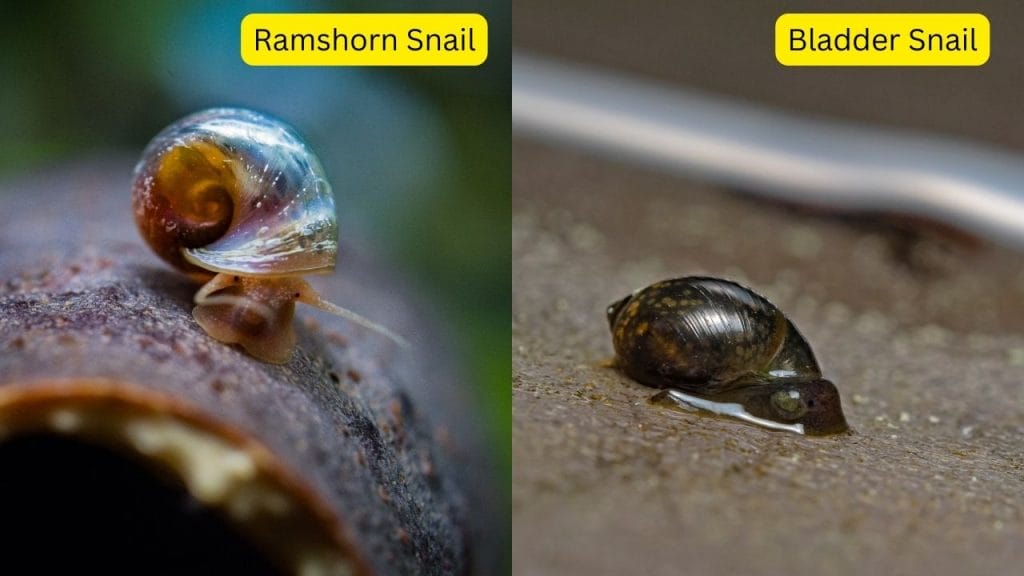 ramshorn snail vs bladder snail Do Bettas Eat Snails? Why?
