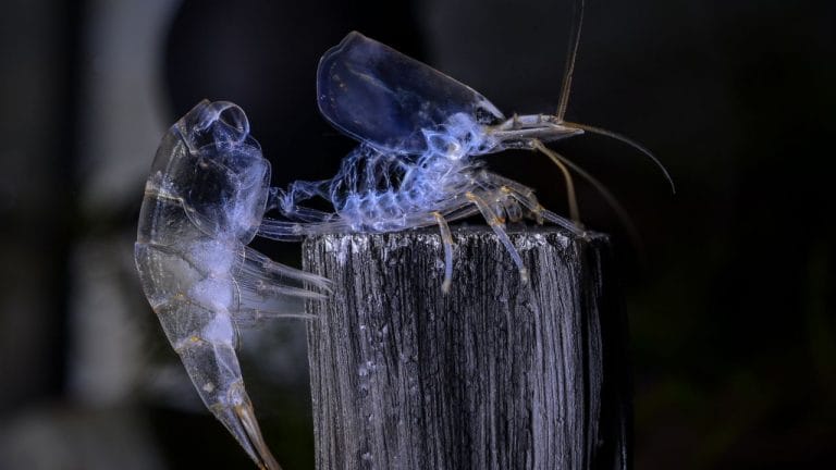 Shrimp Stuck in Molt? Do These Immediately!