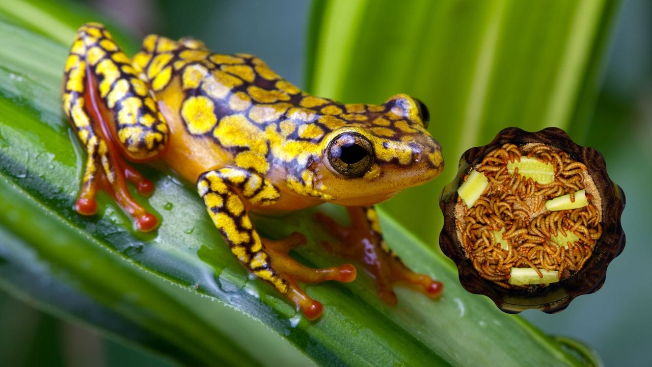Can Dart Frogs Eat Mealworms Can Dart Frogs Eat Mealworms? [Daily?]
