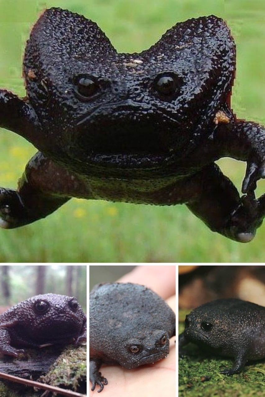 Meet the Black Rain Frog: The Internet Can’t Get Enough of This Moody ...