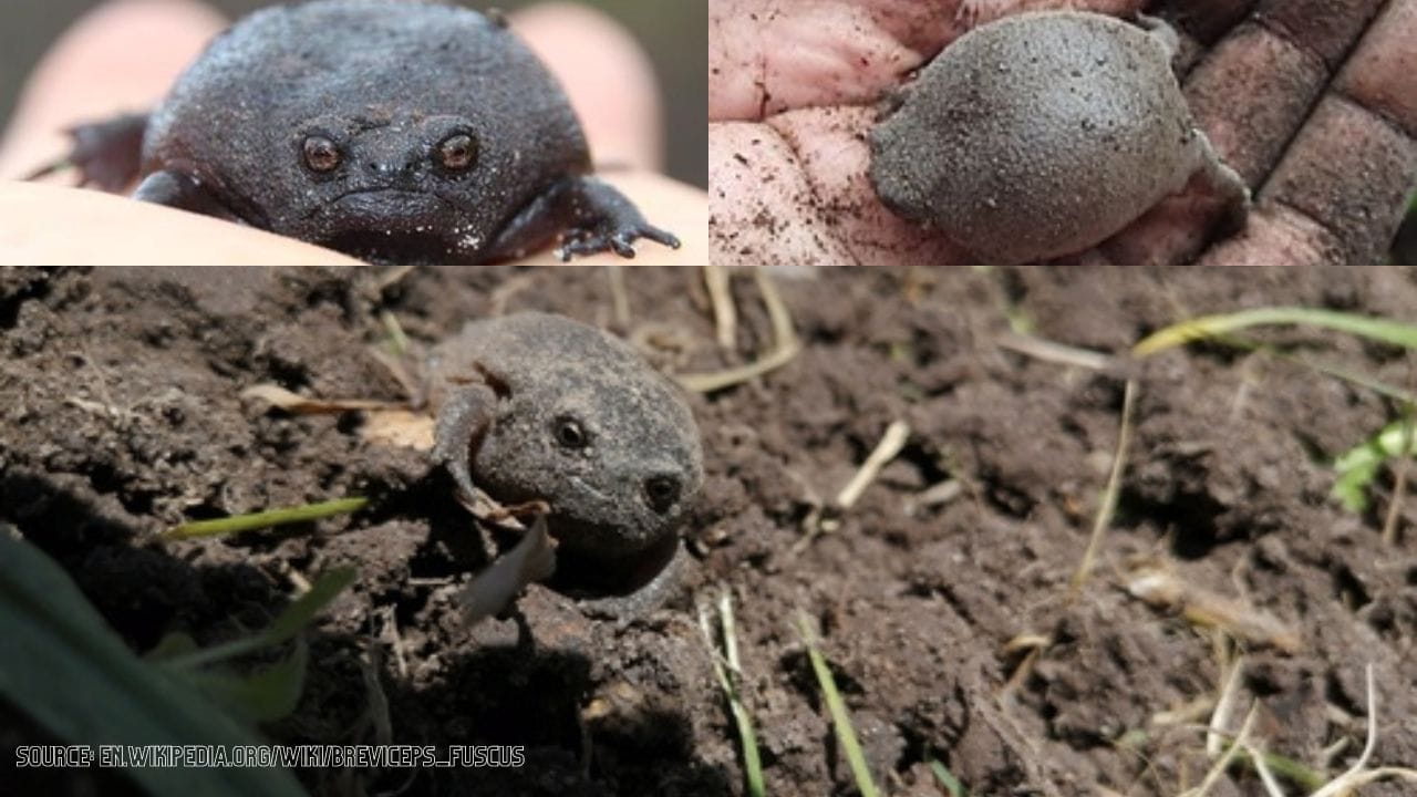 black rain frog Black Rain Frog Care: Creating the Perfect Environment At Home