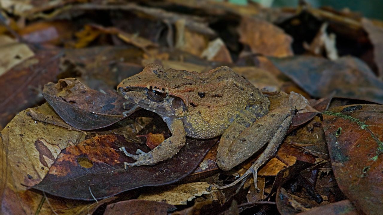 common rain frog bushveld A Beginner's Guide to Keeping Bushveld Rain Frogs as Pets