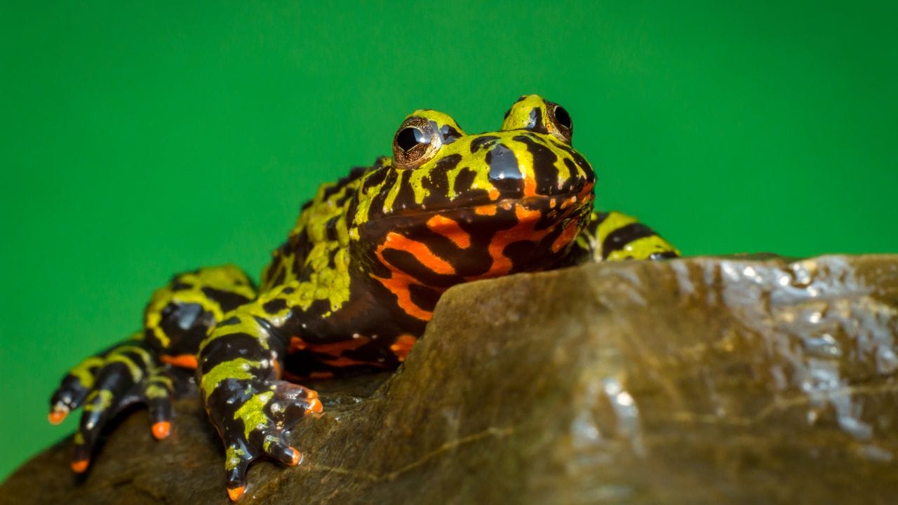 What Do Toads Eat? [Feeding Guide] Acuario Pets