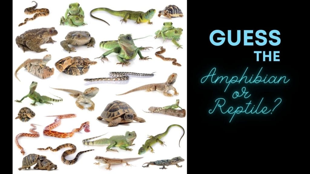 guess the amphibian vs reptile Is A Frog Reptile? [Find Out]