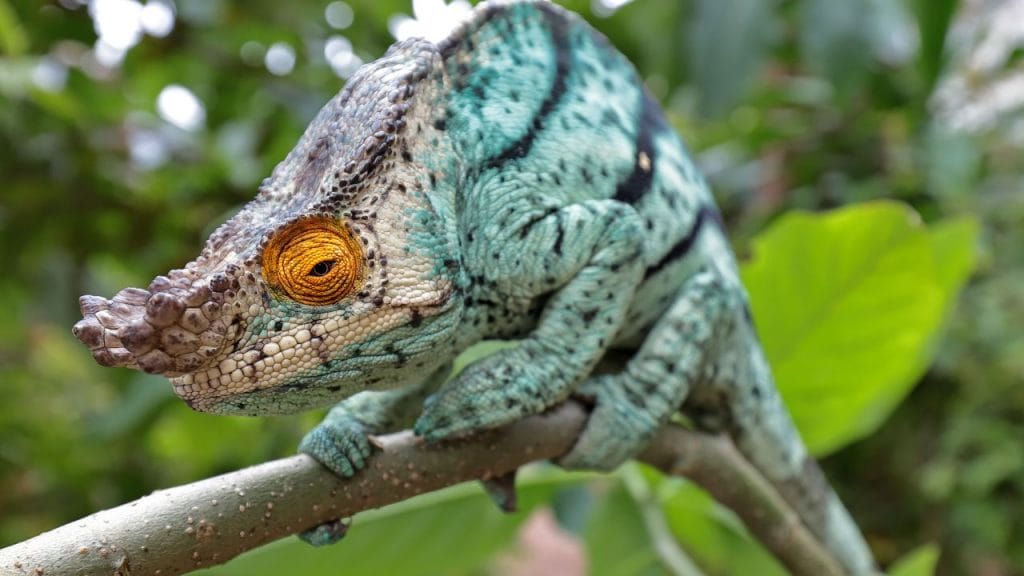 male parsons chameleon Can You Soak A Chameleon?