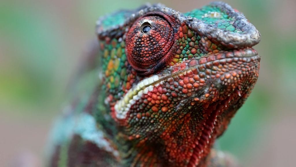 Can Chameleons Be Constipated? + Pro Tips 4 panther chameleon very close up Can Chameleons Be Constipated? + Pro Tips