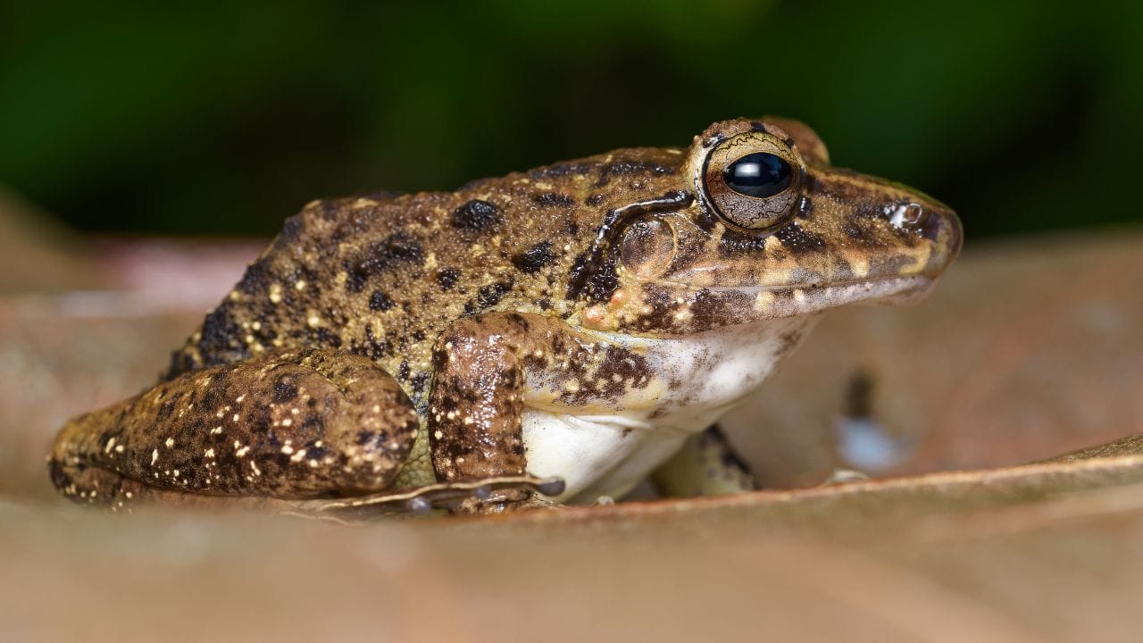 rain frog close up clear eye What Do Desert Rain Frogs Eat? [In Wild & Captivity]