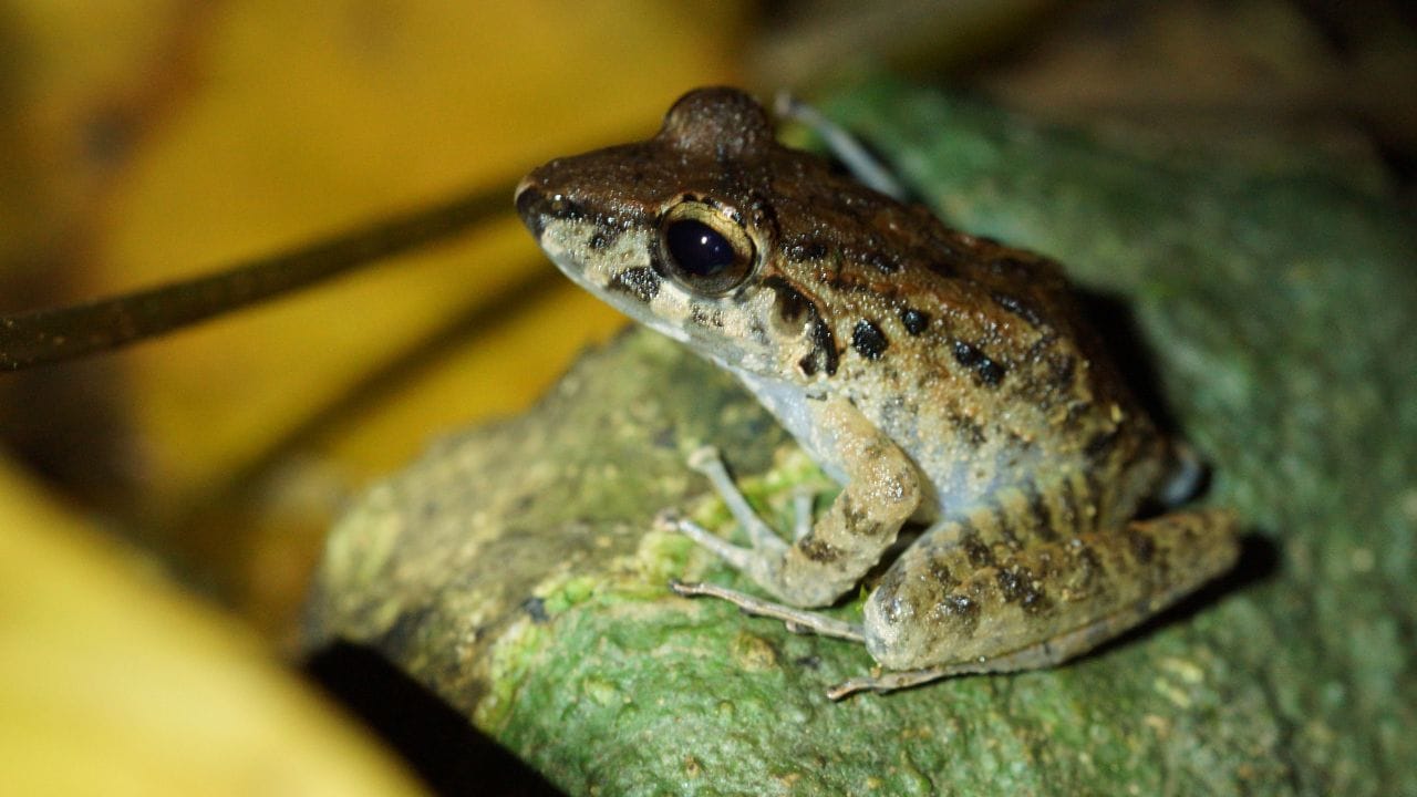 What Do Desert Rain Frogs Eat? [In Wild & Captivity] Acuario Pets