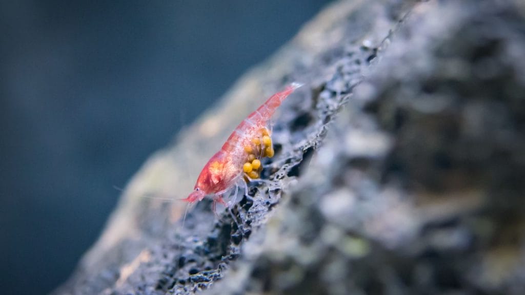 Shrimp Muscular Necrosis: Causes, Prevention, Treatment 2 red cherry shrimp carrying eggs Shrimp Muscular Necrosis: Causes, Prevention, Treatment