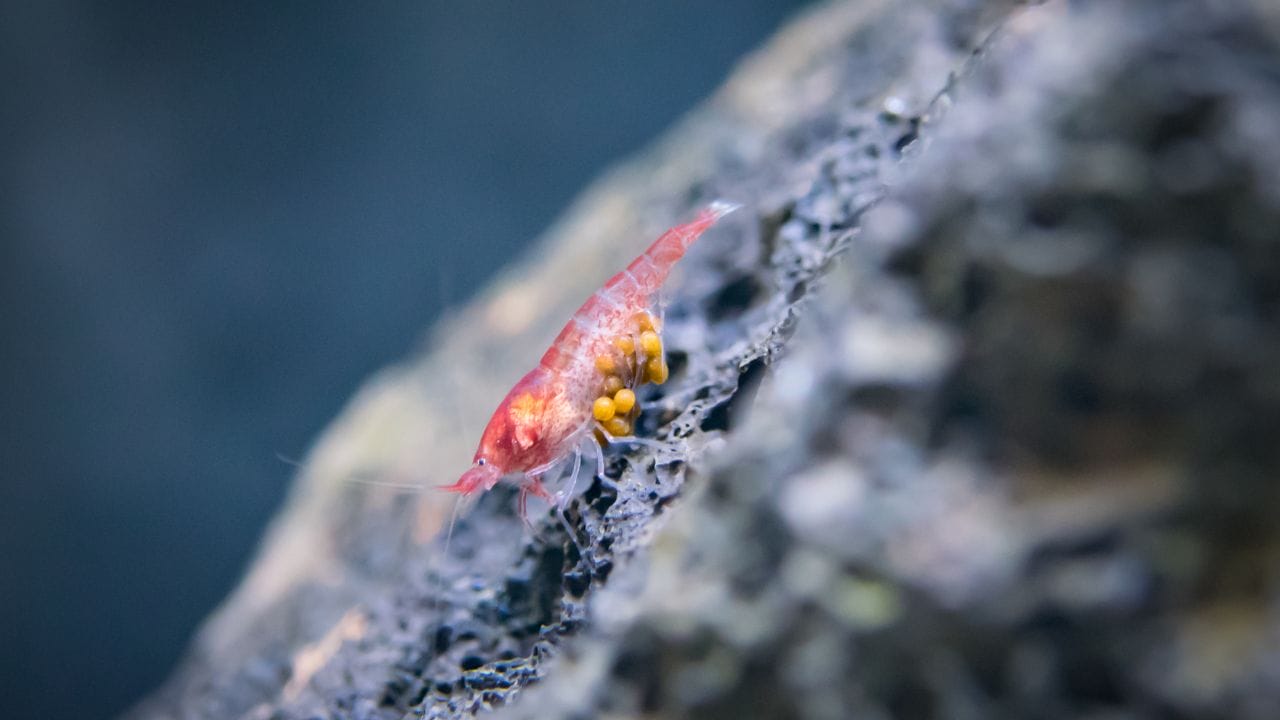 What Are The Best Foods For Breeding Cherry Shrimps?
