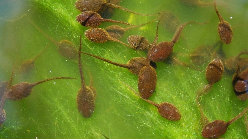 tadpoles on green leaves What Do Tadpoles Eat? [Feeding Guide]