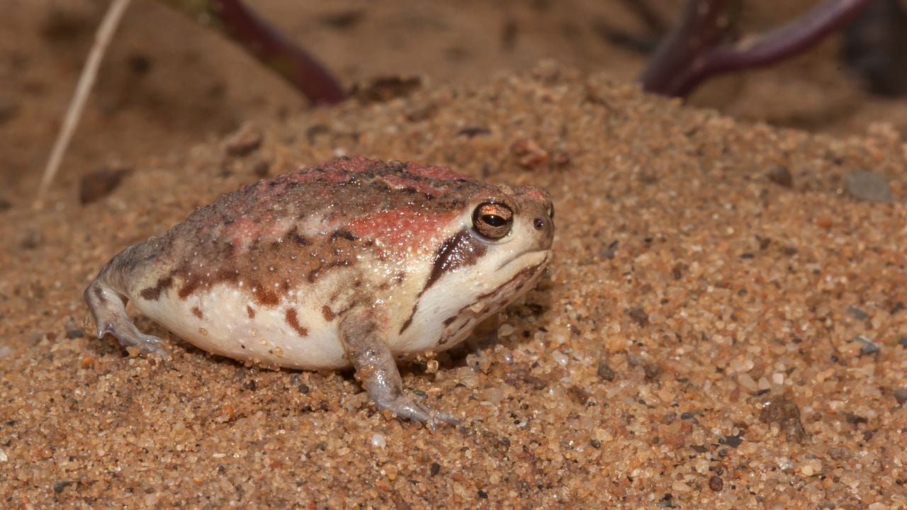 How to Ensure Your Mozambique Rain Frog Thrives in Captivity?
