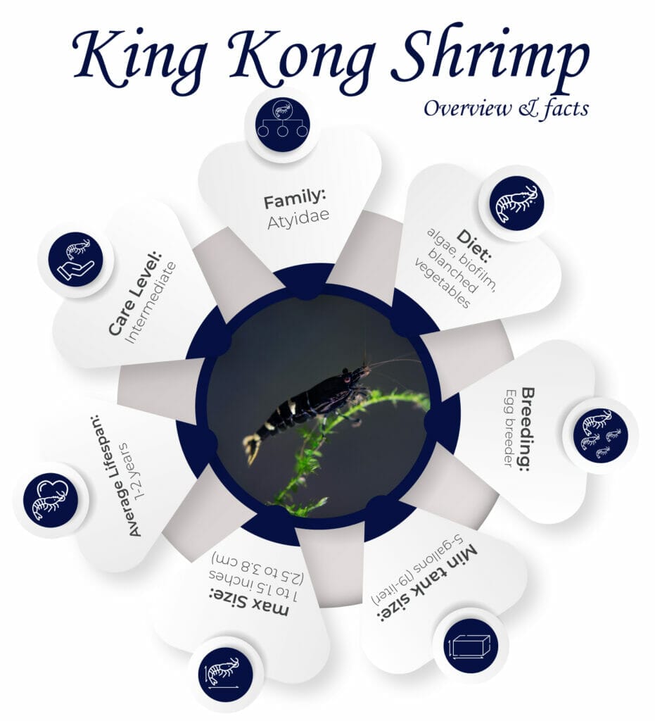 King-Kong-shrimp overview and facts