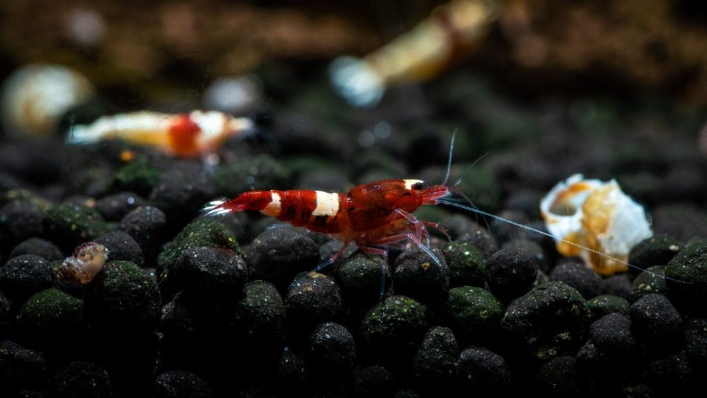 Master Taiwan Bee Shrimp Care The Ultimate Red Fancy Tiger Shrimp Care [Checklist]