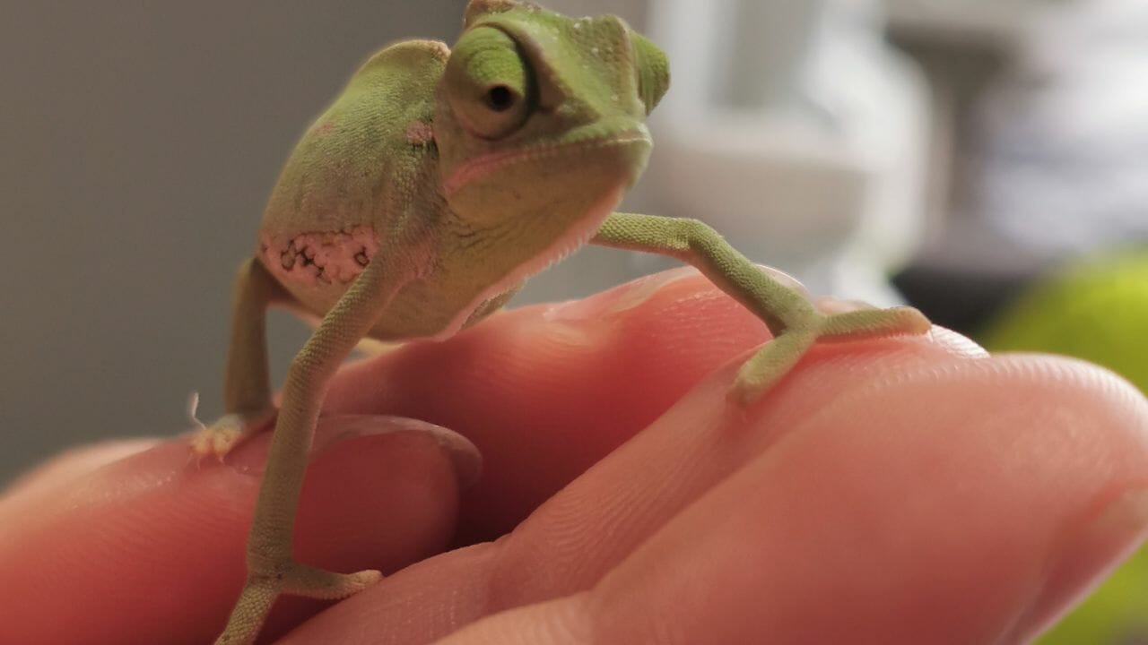 How To Bond With Your Chameleon?