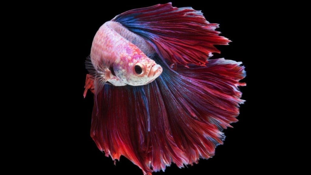 How Do You Take Care Of A Veiltail Betta Fish? 2 Halfmoon Betta Fish How Do You Take Care Of A Veiltail Betta Fish?