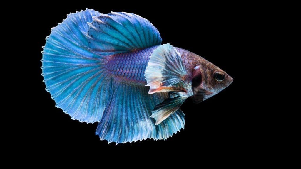 Halfmoon Betta Size: How Big Do They Get? 3 Halfmoon Bettas Less Aggressive Halfmoon Betta Size: How Big Do They Get?