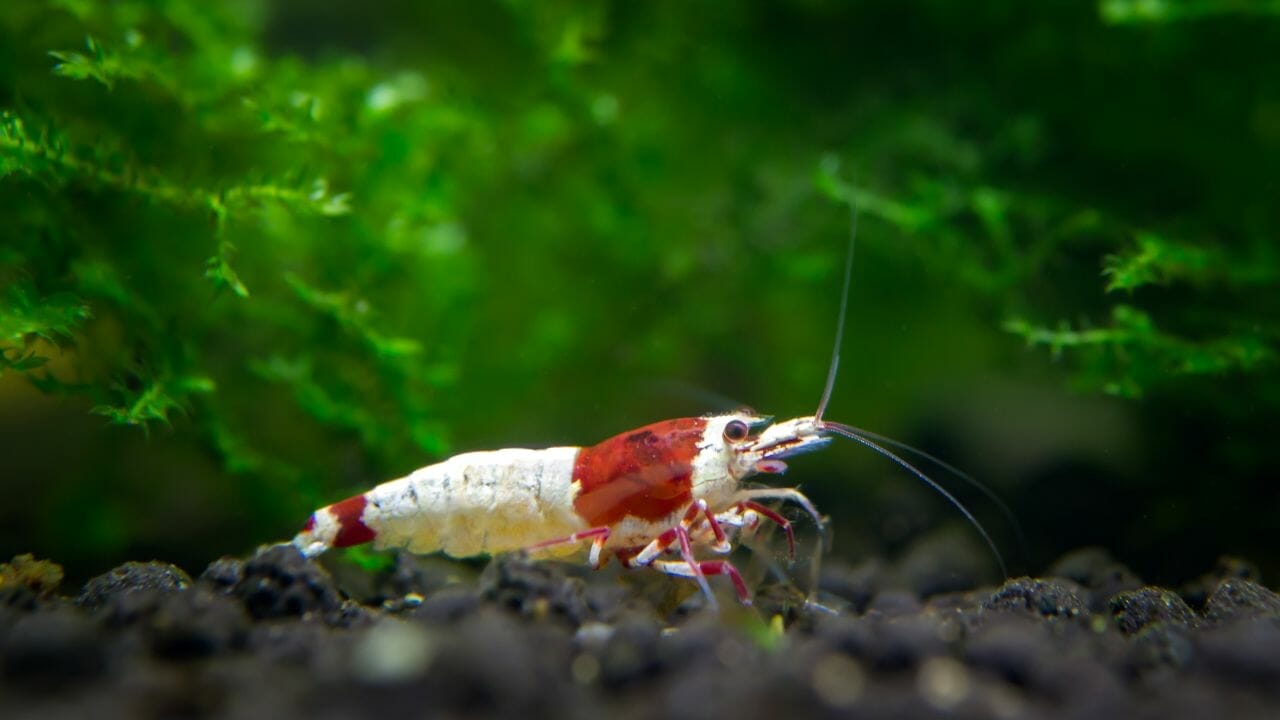 14 Fish That Can Live With Bee Shrimps Peacefully