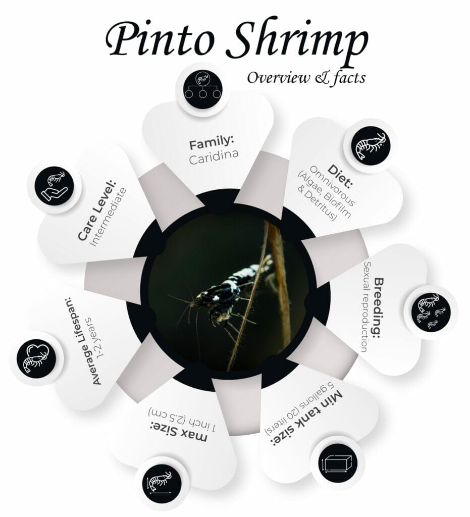 Pinto Shrimp Overview & Facts