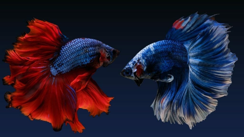 Red and Blue Halfmoon bettas are looking each other How Often Do You Feed A Halfmoon Betta?