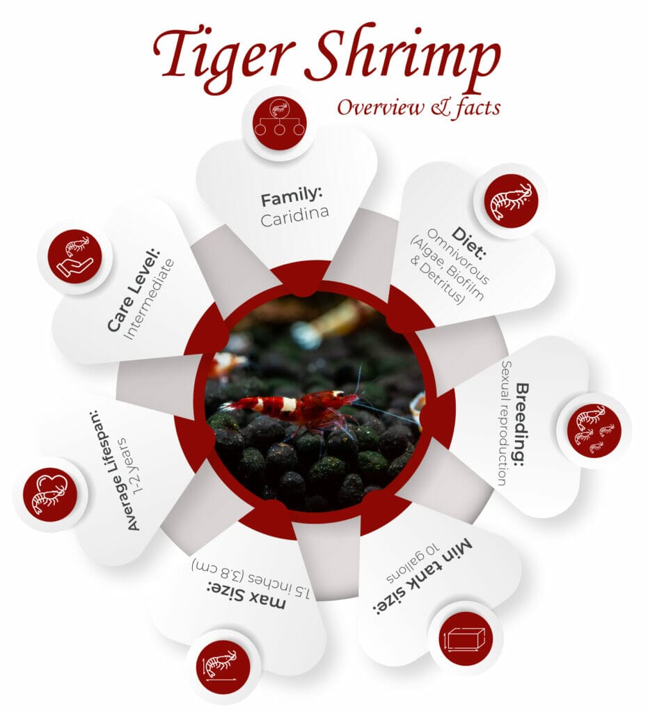 Tiger Shrimp Overview & Facts
