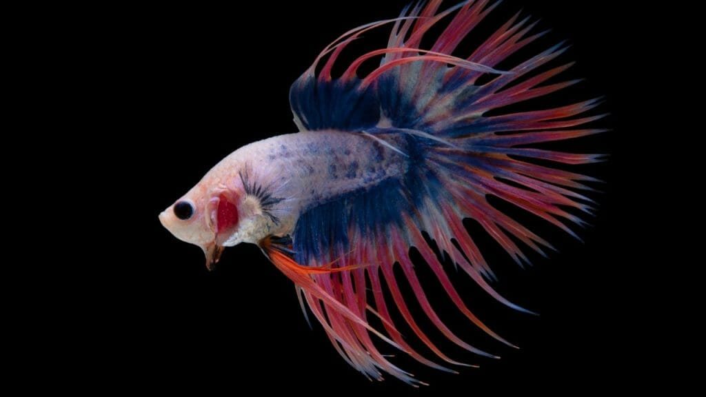Crowntail Betta Are Crowntail Bettas More Aggressive?