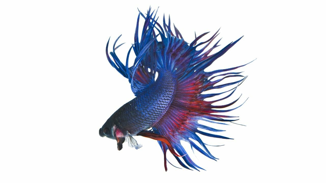 Crowntail Betta Fish Are Crowntail Bettas More Aggressive?