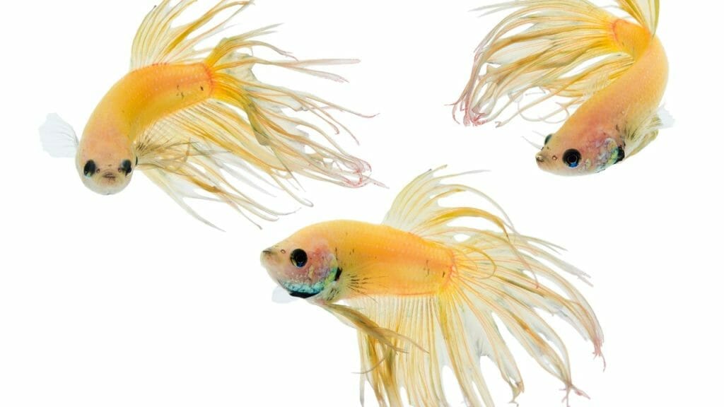 Are Crowntail Bettas More Aggressive? 3 Crowntail Betta Groups Are Crowntail Bettas More Aggressive?