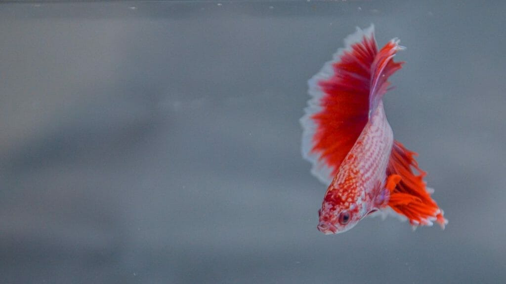 How Can You Tell If A Halfmoon Betta Is A Female? 2 Female Halfmoon Betta Fish How Can You Tell If A Halfmoon Betta Is A Female?